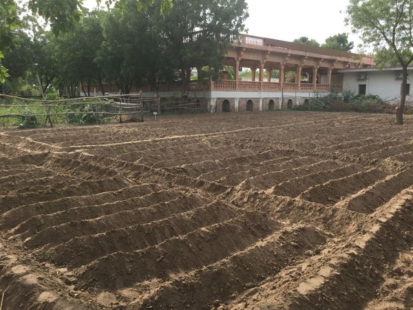 area behind workshop cultivate for gourds 600